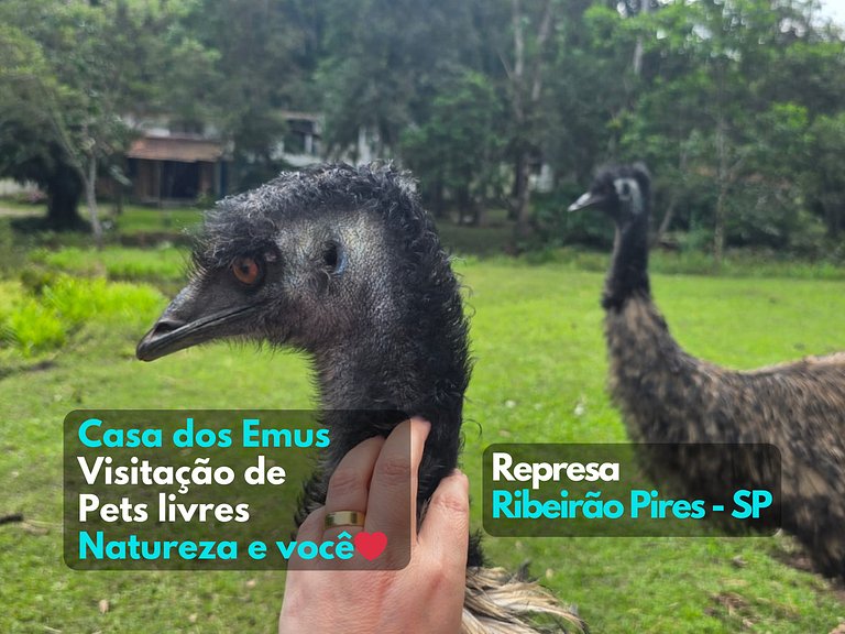 Casa dos Emus visitação Pets Natureza casa Rústica - Araras